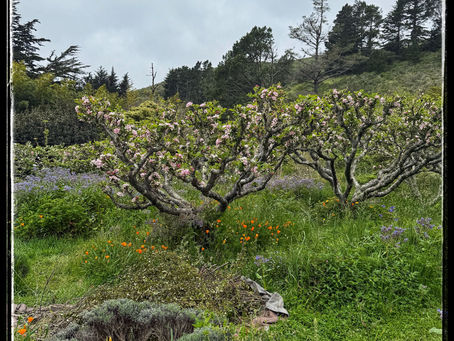 Spring Gardens