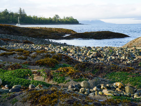 Seaweed, Seed and Nut Bread