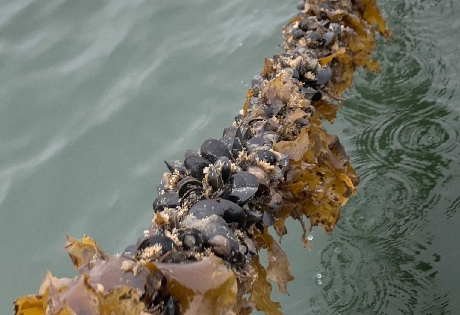oyster-bed-kelp-1536x1052.webp