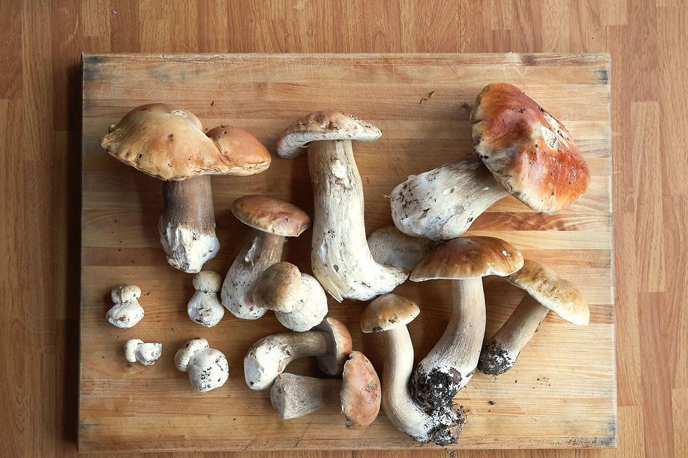 Culinary Mushroom Camp West Marin  