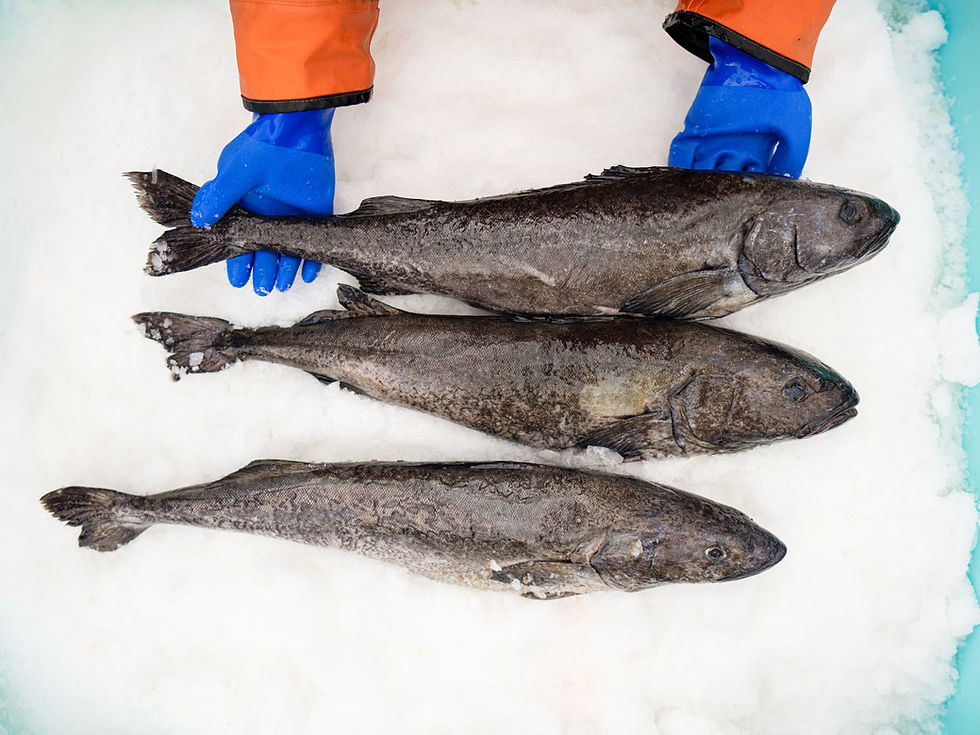 Black Cod Breakdown