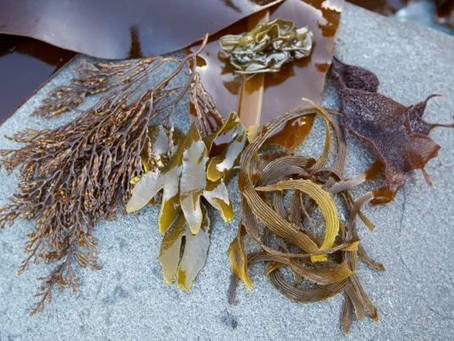 Seaweed: It's All That