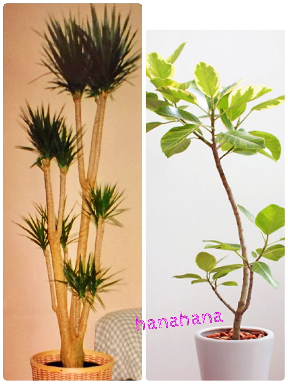 観葉植物