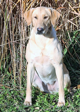 Cloveru クローバル　Labrdor retriever リバースウィーブ GIRLS | plumcreekretreivers