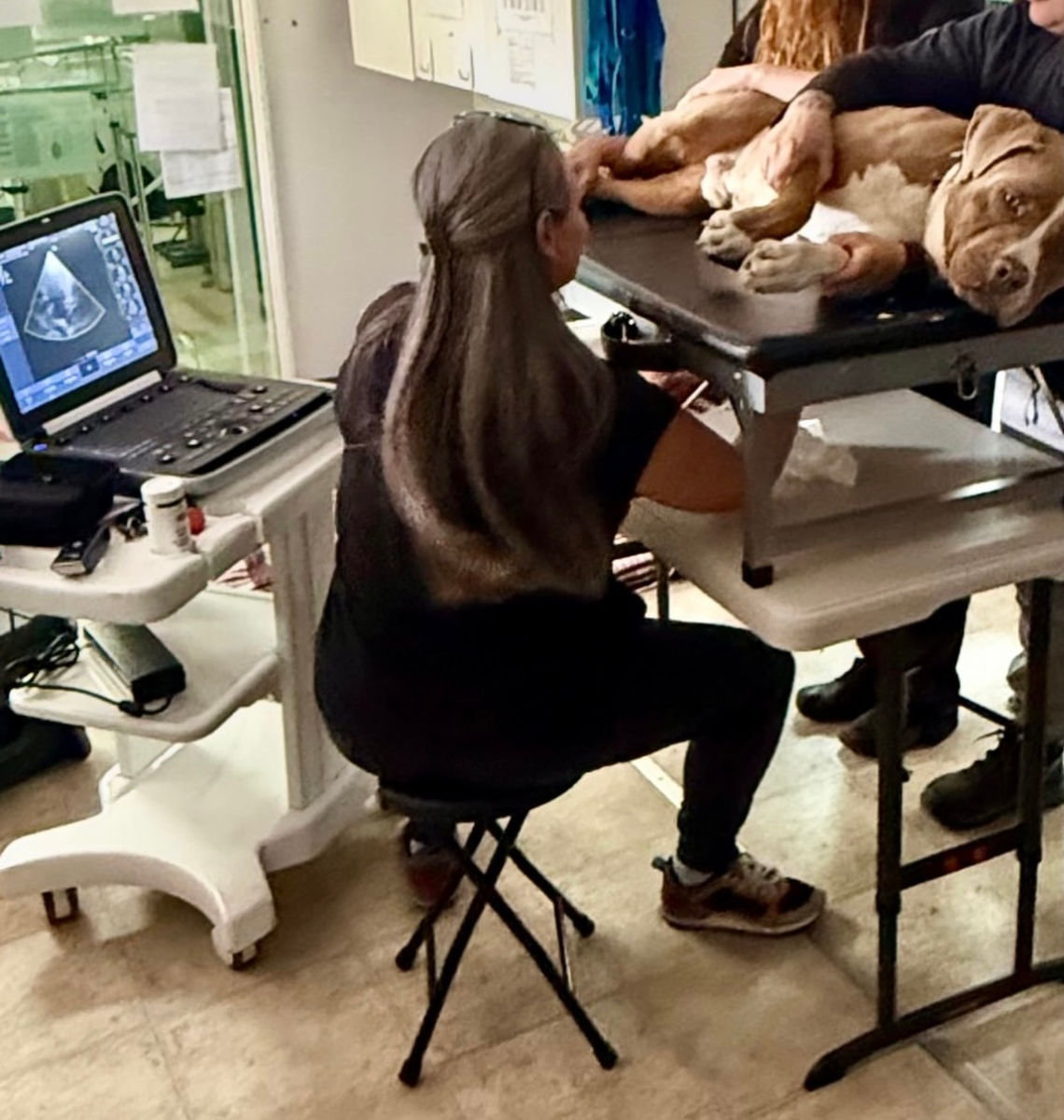 Enchanted Echocardiography