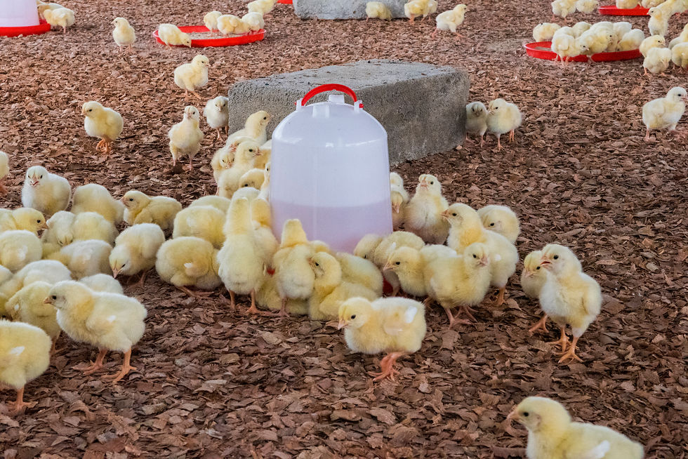 CHICKS