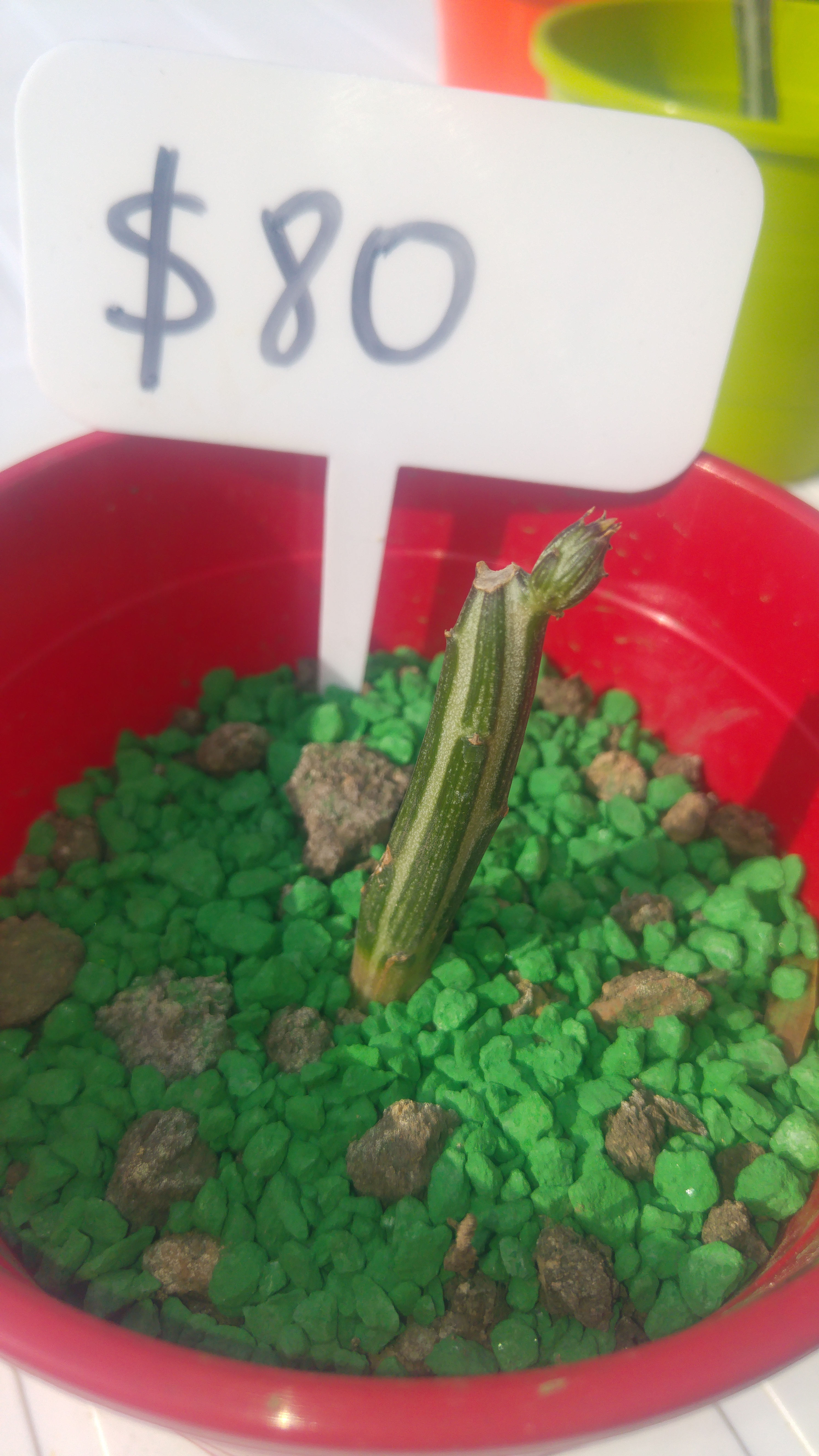 Kleinia Gregorii - Senecio Stapeliiformis