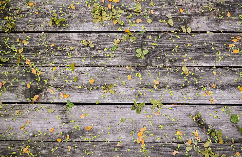 Flowers on Wood