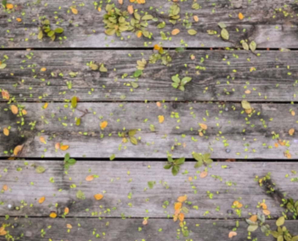Wooden Boards with leaves