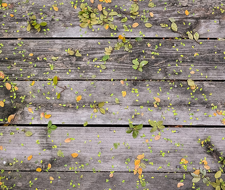 Flowers on Wood