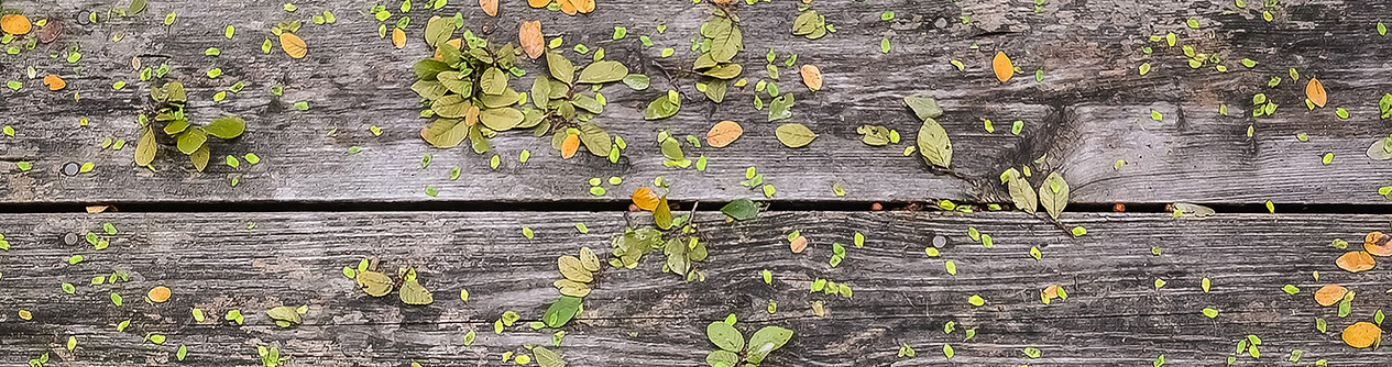 Flowers on Wood