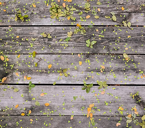 Flowers on Wood