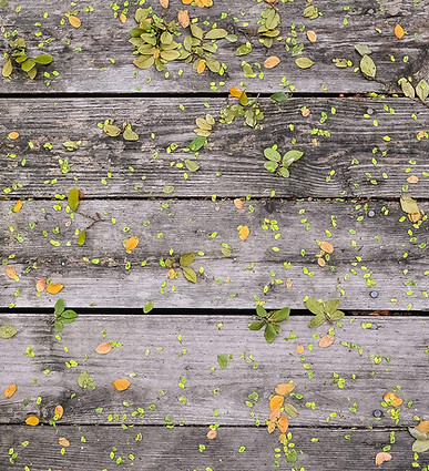 Flowers on Wood