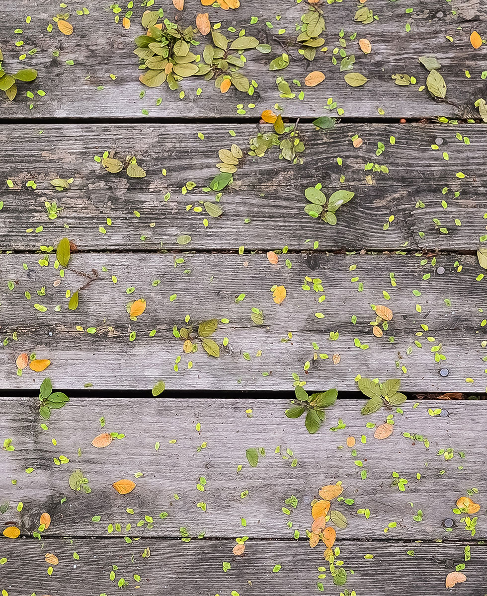 Flowers on Wood