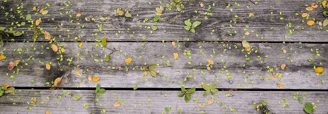 Flowers on Wood