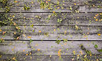 Flowers on Wood