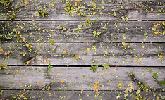 Flowers on Wood