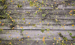 Fleurs sur bois