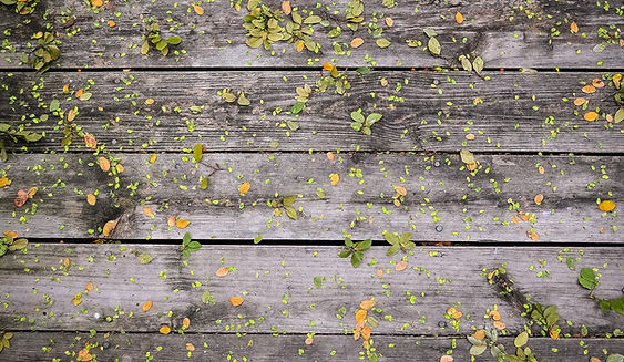 Flowers on Wood