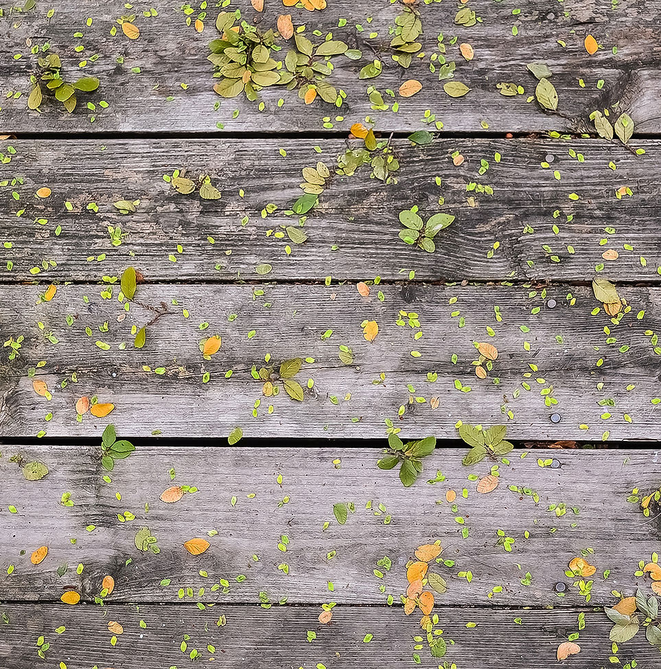 Fleurs sur bois