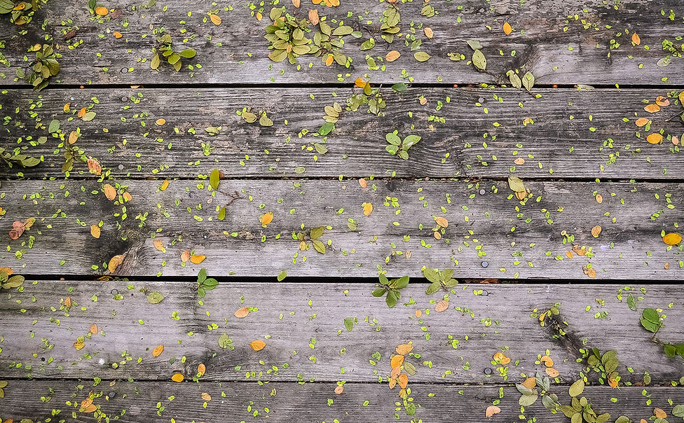 Flowers on Wood