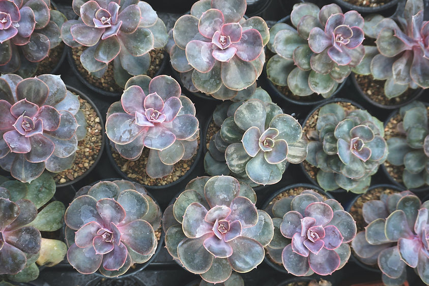 succulents.jpeg