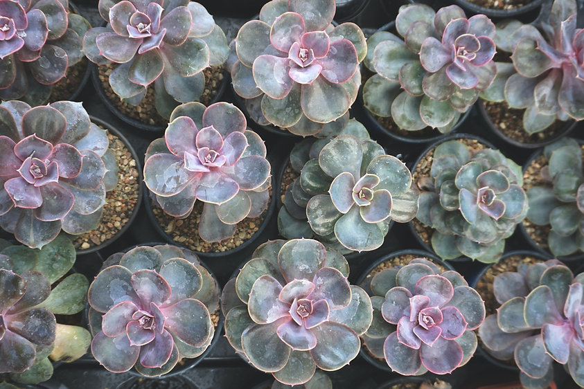 succulents.jpeg