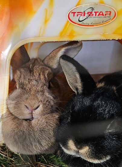 WhatsApp Image 2023-11-30 at 19.21.06.jpeg