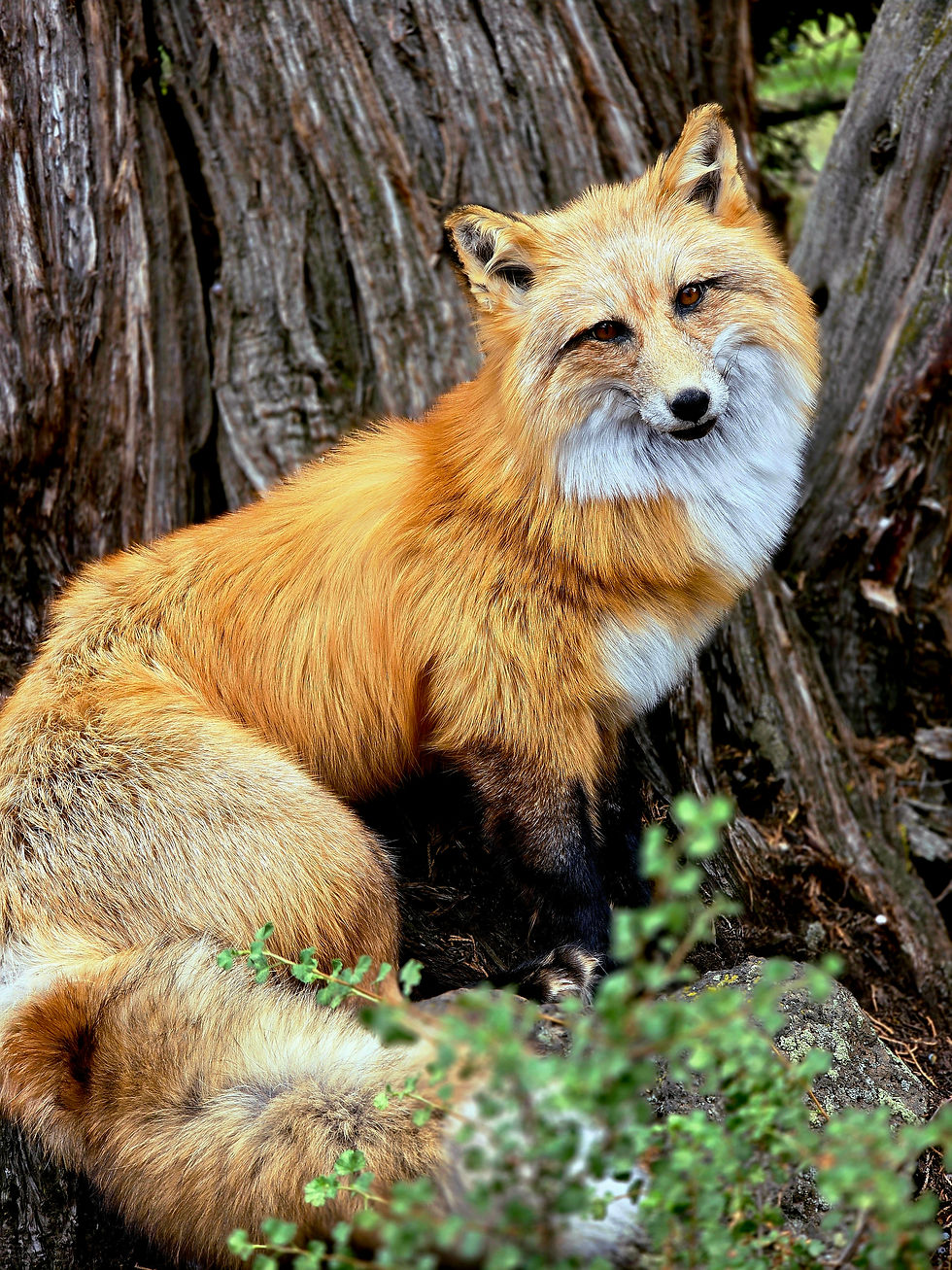 Thumbnail: Red fox Softmount 