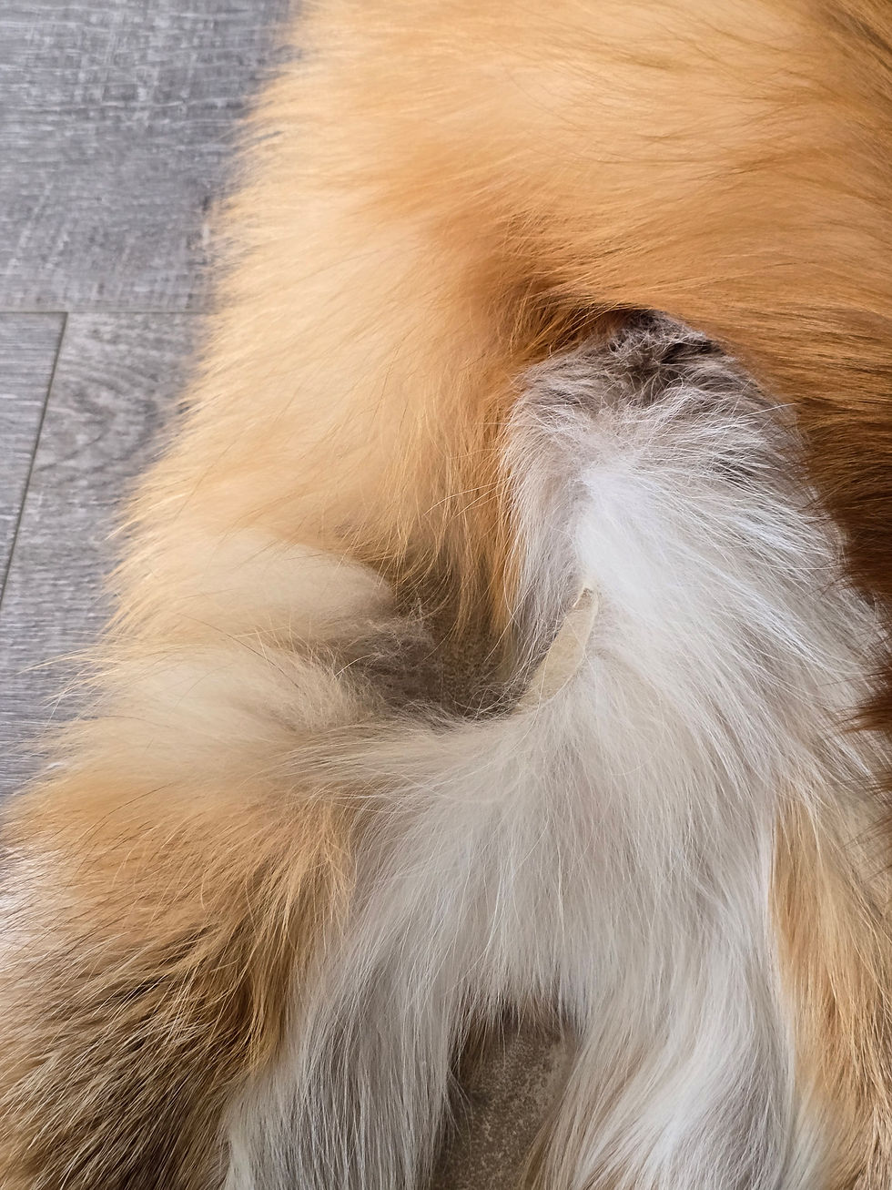 Thumbnail: Burgundy Red 