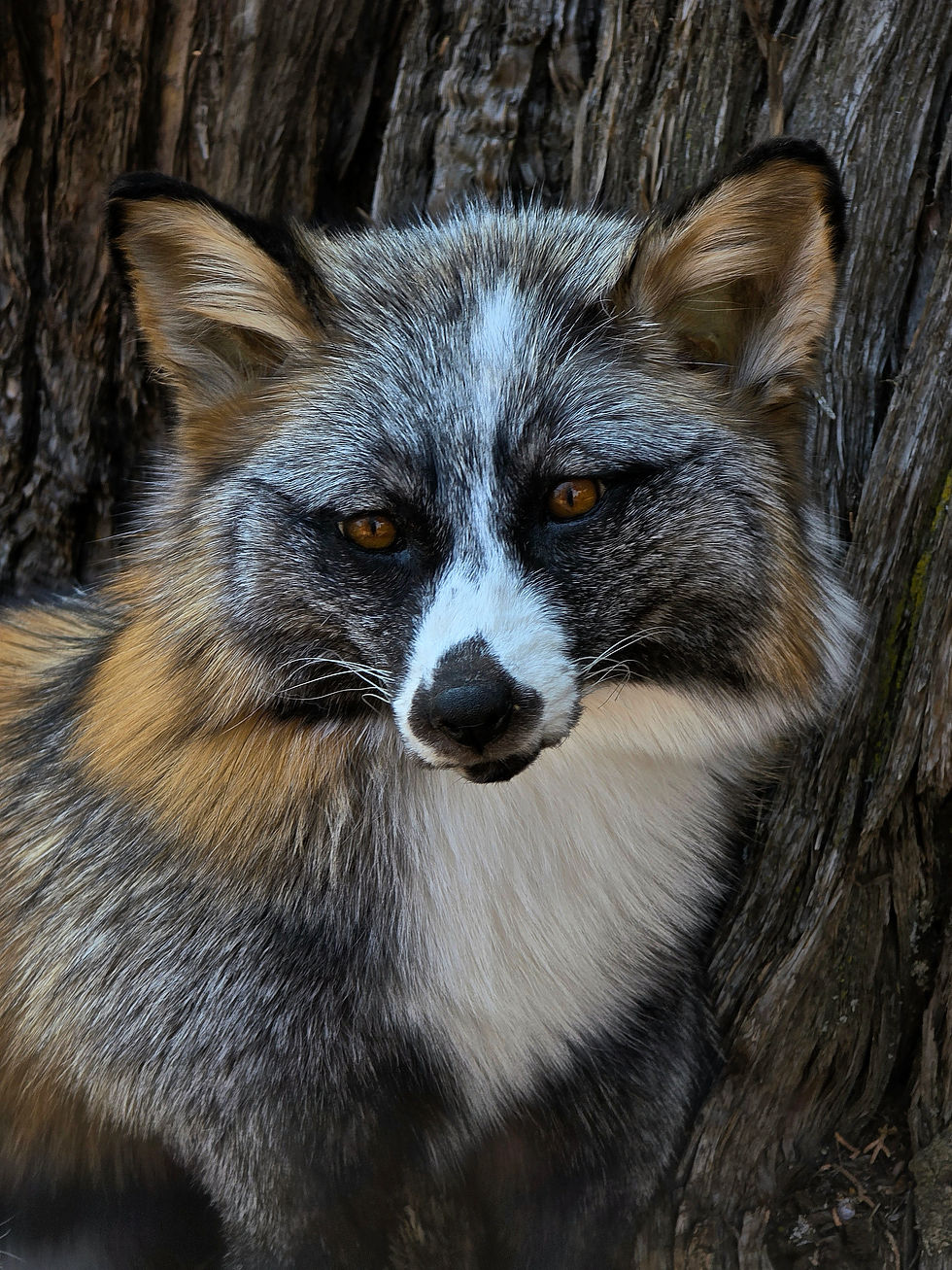 Thumbnail: Calico fox Softmount 