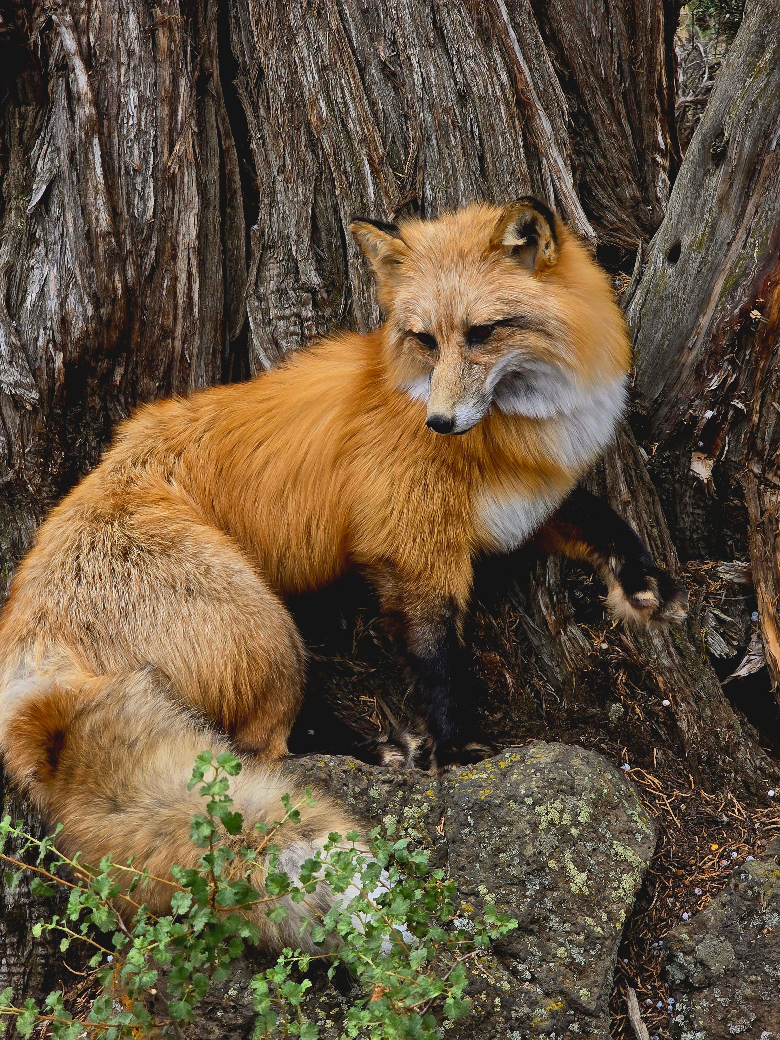 Red fox Softmount 