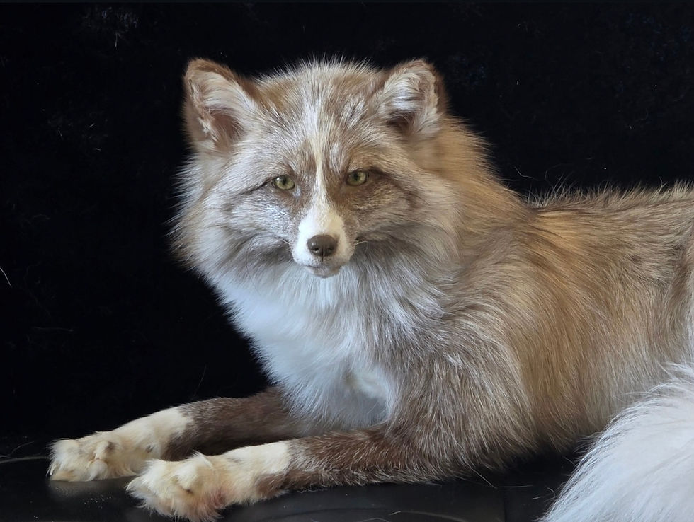 Thumbnail: Burgundy Cross WM softmount