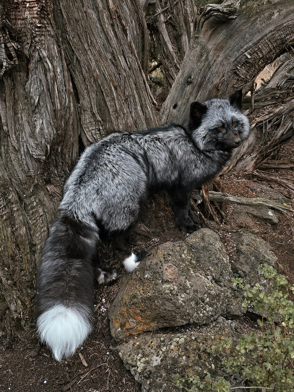 Thumbnail: Silver Fox softmount 