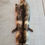 Thumbnail: Tanuki pelt