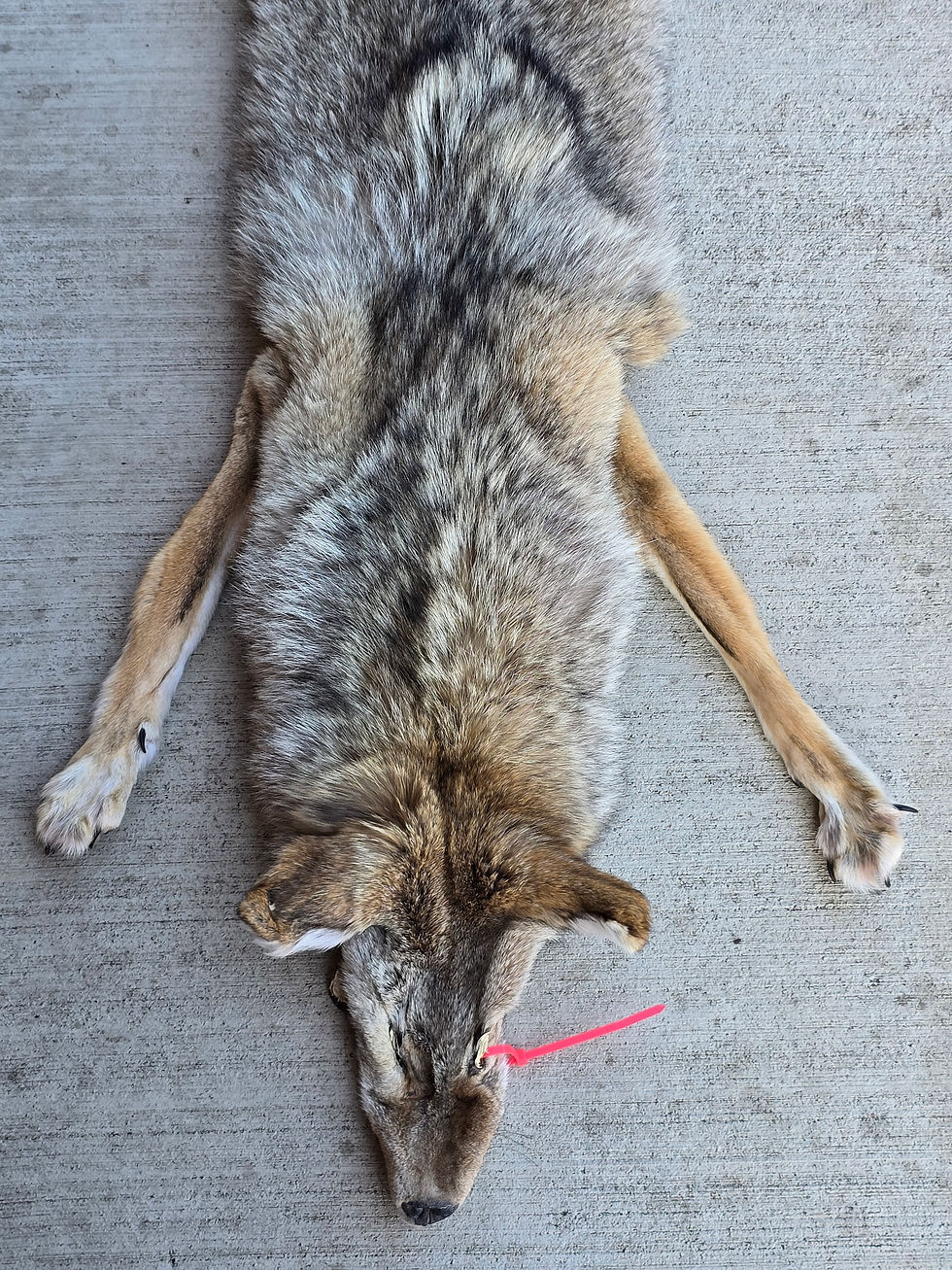 Thumbnail: Western Coyote DM