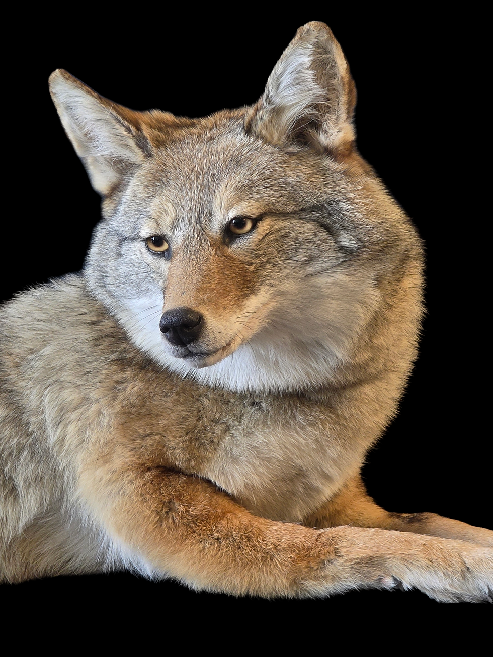 Thumbnail:  coyote softmount 