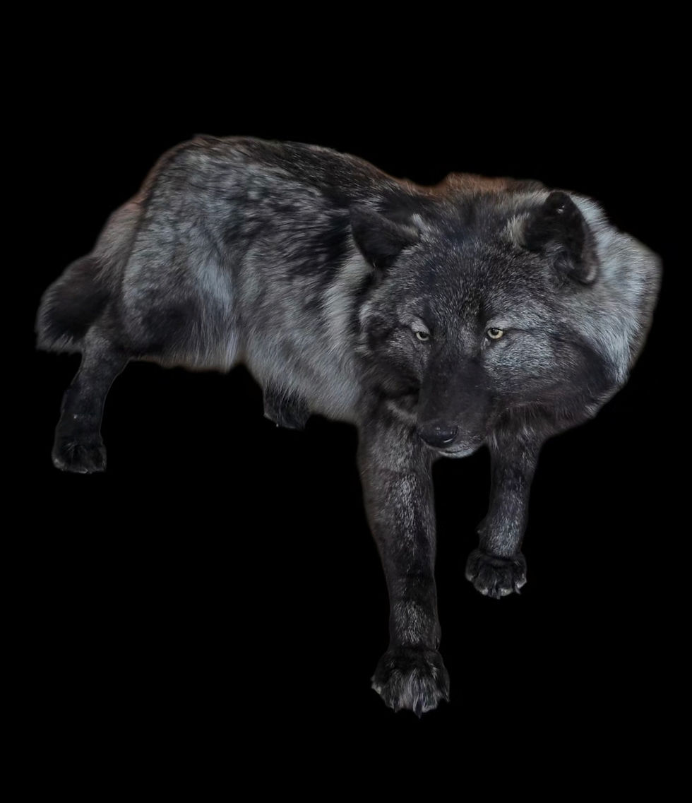 Thumbnail: Black Wolf softmount 