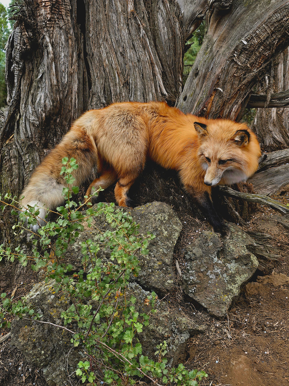 Thumbnail: Red fox Softmount 
