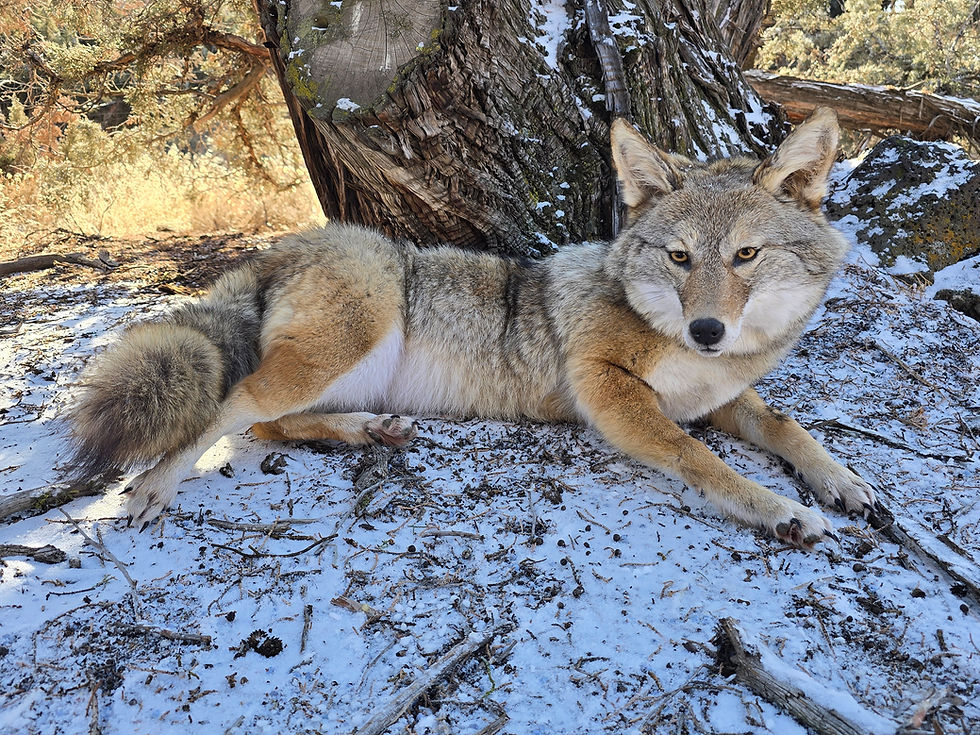 Thumbnail:  coyote softmount 