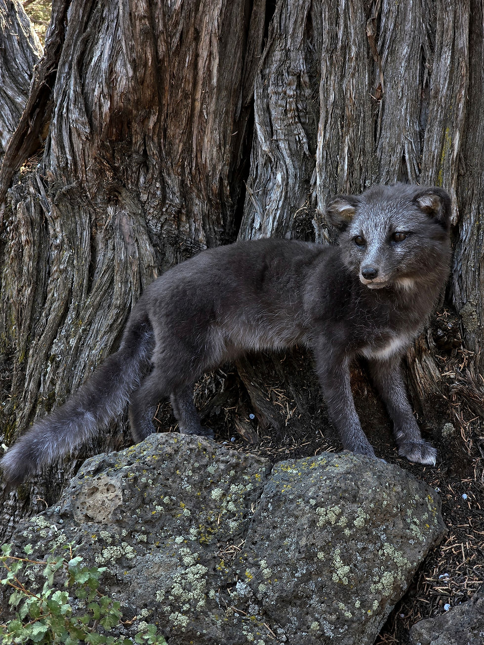 Thumbnail: Blue fox pup softmount 