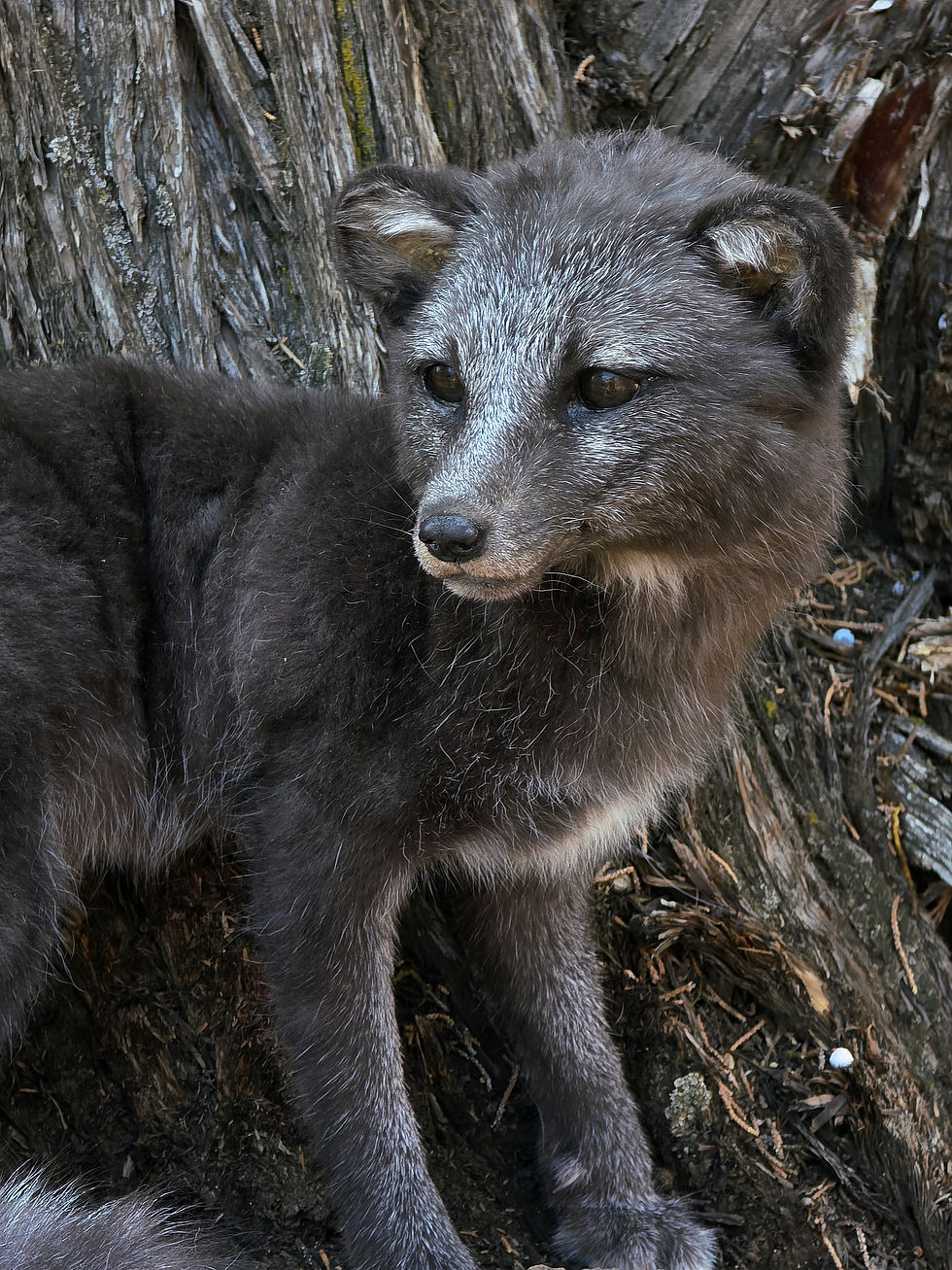 Thumbnail: Blue fox pup softmount 