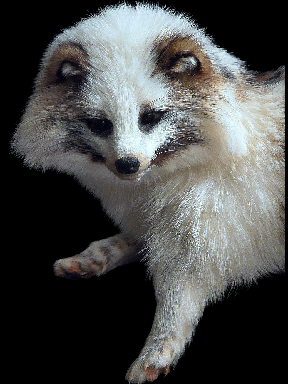 Thumbnail: Marbled Tanuki Softmount 