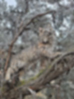 Thumbnail: Bobcat softmount