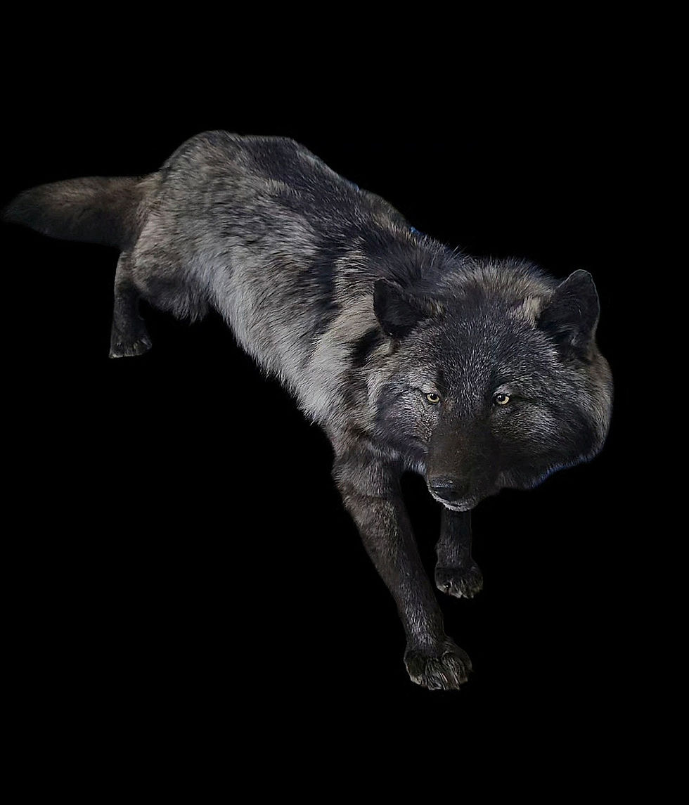 Thumbnail: Black Wolf softmount 