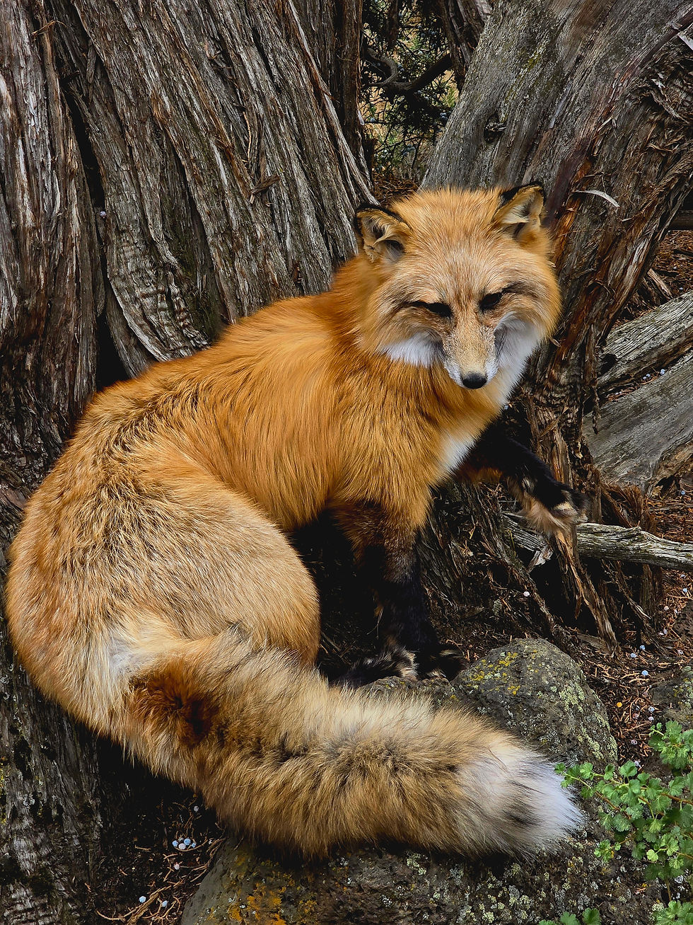 Thumbnail: Red fox Softmount 