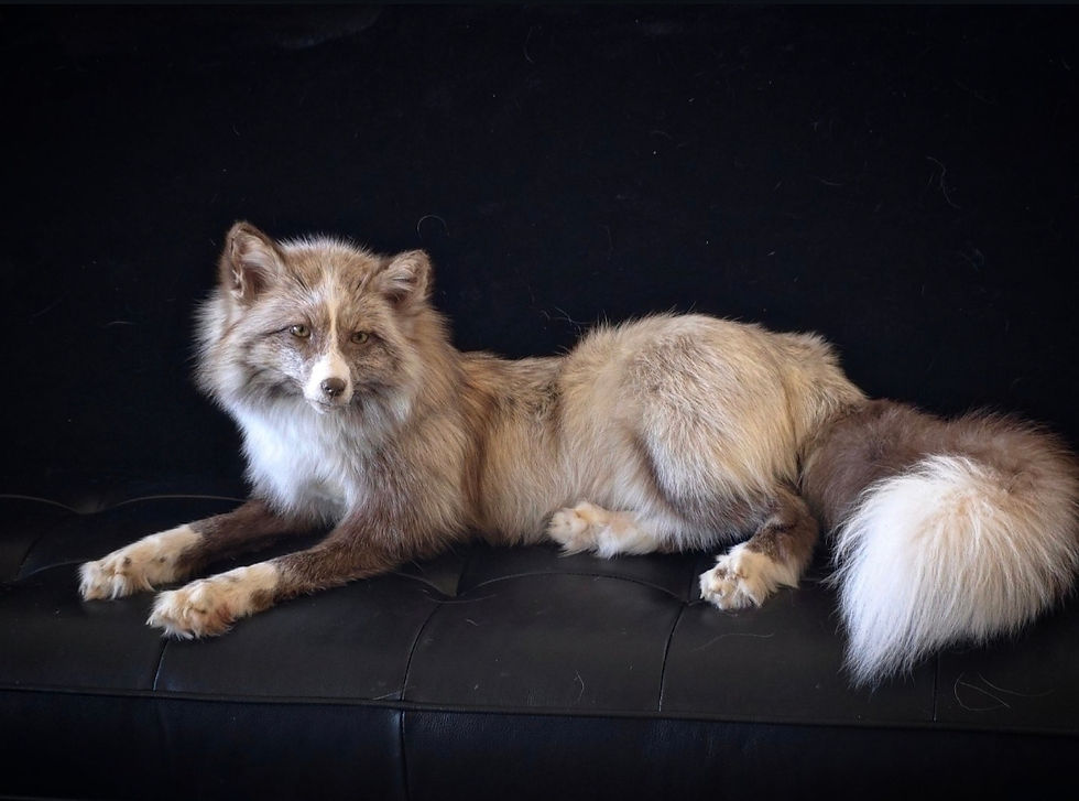 Thumbnail: Burgundy Cross WM softmount