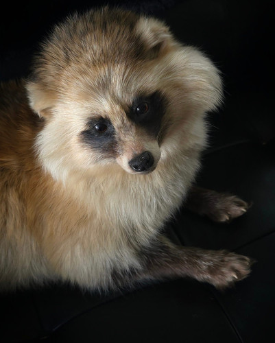 tanukiページ Tanuki - Game Nerdz