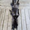 Thumbnail: Black coyote 