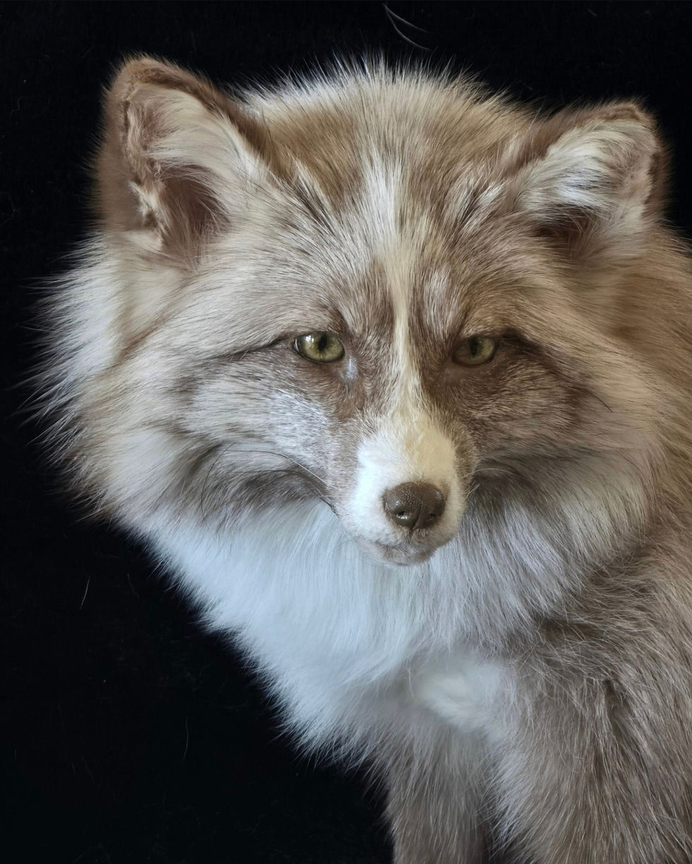 Thumbnail: Burgundy Cross WM softmount